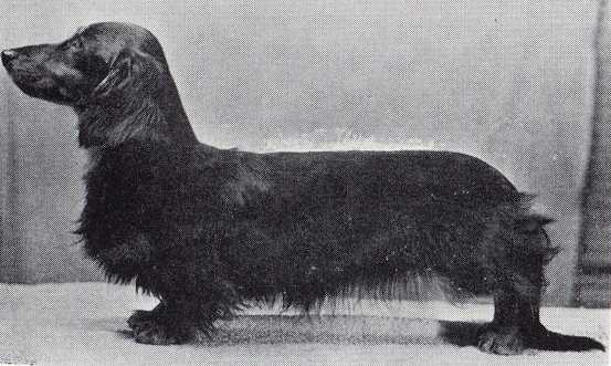 ENG CH Delphik Dhobi