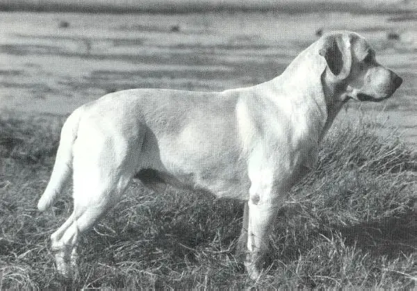 CH WC Raintree Braemar Bailiff