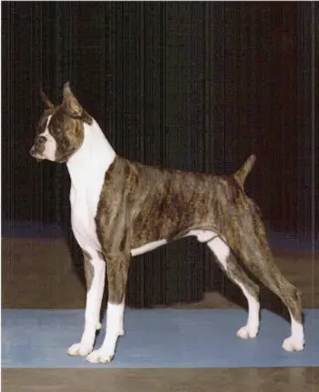 CH (AKC) Cachet's Mad Max of TuRo