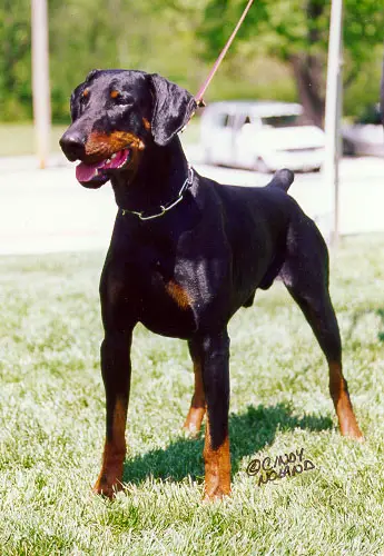 Swift Run's Brother Brix