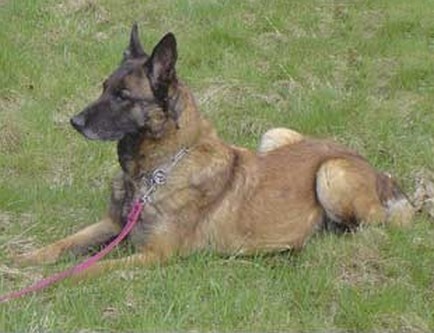 Victoria Perle de Tourbière