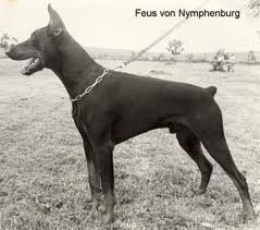 Dv Jgd Sg Feus V Nymphenburg