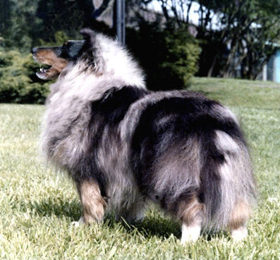 AM CH Banchory Thunder Blue