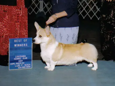 Foxllyn-Jimanie Sweet Raphael