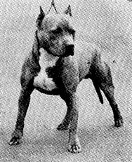 Gallant's King Ruff