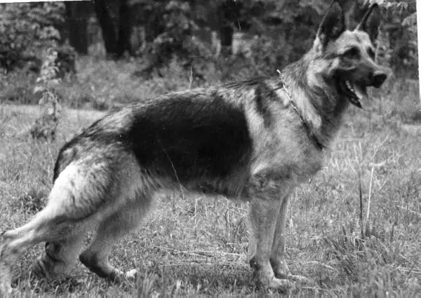 V1(USSR) Venja vom Haus Schwerzel