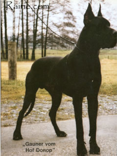 BS82 Gauner vom Hof Donop