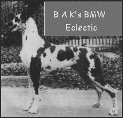Bak's Bmw Eclectic