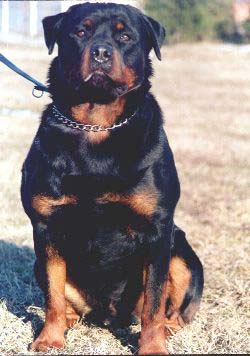 KS9314 X CAC 4 X CA Nobi Mali Medvijed