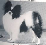 Int. Ch. Caswell Copernicus