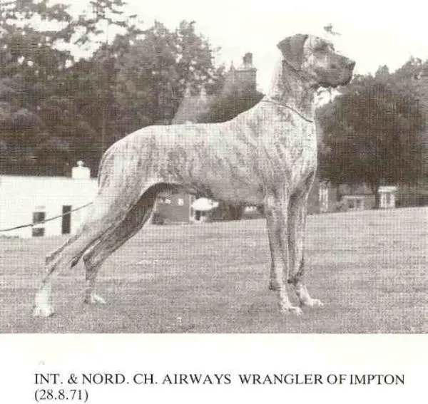 NDCH Airways Wrangler of Impton