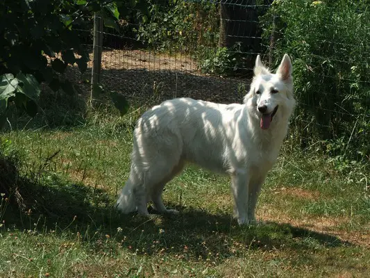 Bella Donna of the Silver Wolfsfarm (Adonna)