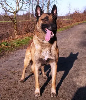 Lavignac van de Vroomshoeve