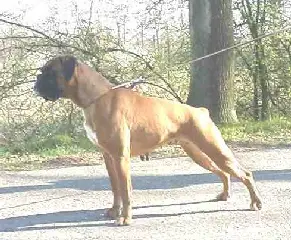 Fabuleus Faby Vavonabox