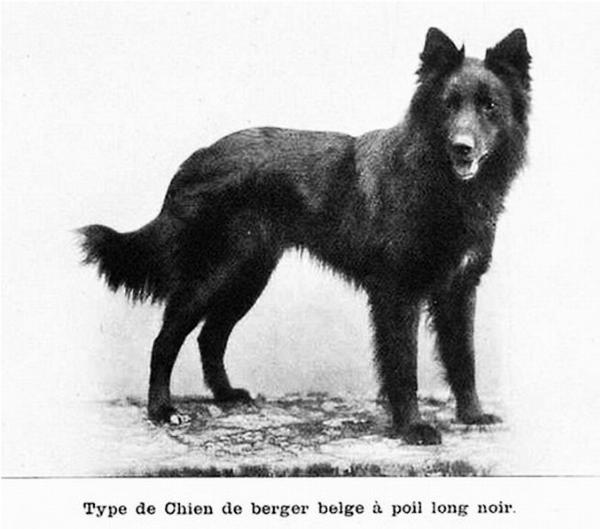 V 1. + CAC  CACIB Dax (1899) LOSH  6147