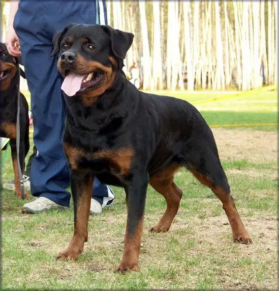 CH (RUS) Flamme s Berega Turi