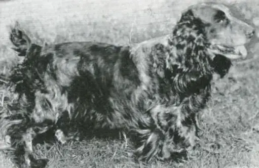 Blue Peter (Cocker Spaniel)