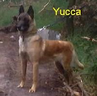 Yucca vom Schloss Neuhorst