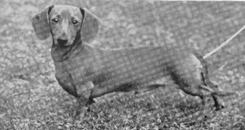 ENG CH Quern's Tango Of Gladsmuir