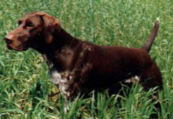 CH. Uderzo de la Haille au Loup