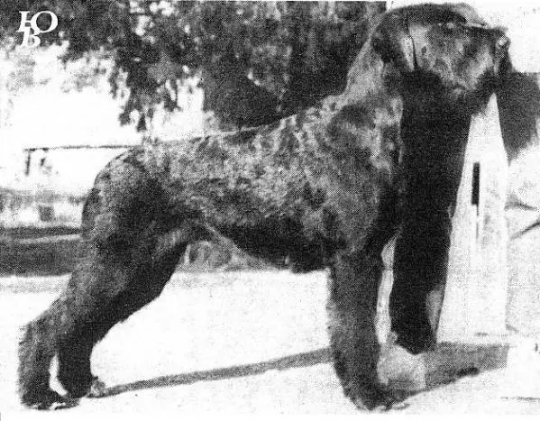 ESP&FIN&EST CH Stablemaster's Star Quality