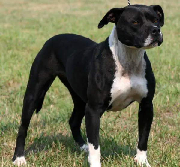 JR CH Konfederate Kennel's Majic