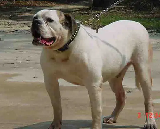 Martin's Big Bad John of JDJ