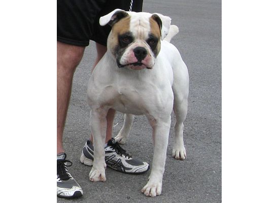 GR CH RHAB's Mace In Your Face of DTP