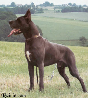 DCH, VDHCH, ES Lorbas Terputanski's