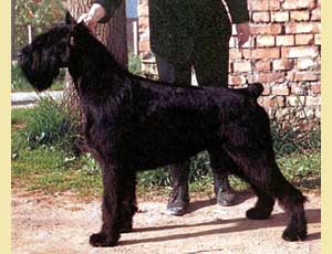 Ginzbora Grig