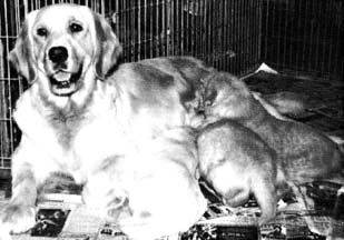 CH Foxwood Fancy Free