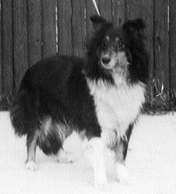 Sea Isle Dusky Belle