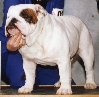 BISS CH (AKC) Cherokee Legend Mouser Bill