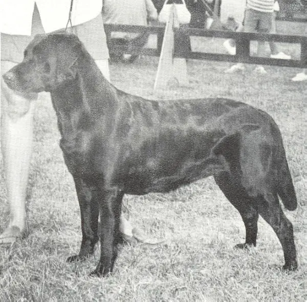 Ch. Driftwoods Gypsy