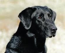 FC 2XNAFC CFC 2CNAFC Ebonstar Lean Mac