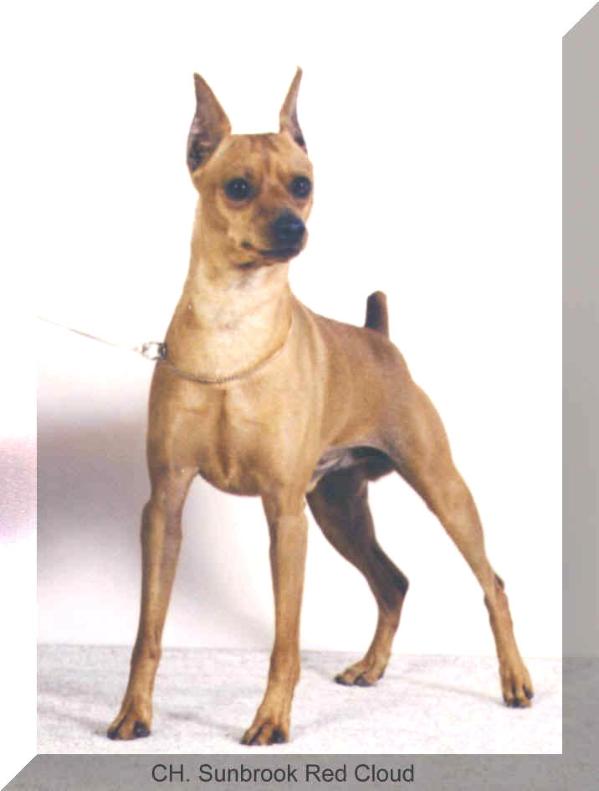 BISS CH Sunbrook Red Cloud