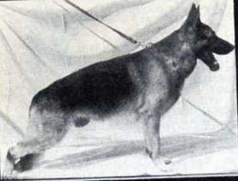 Puma von der Urbecke