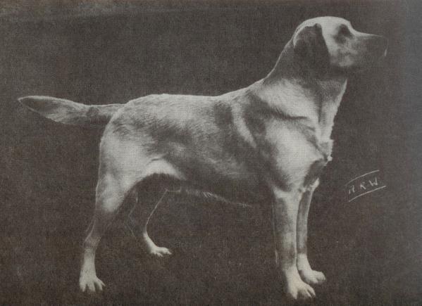 CH. Cornlands Nokeener Highlight