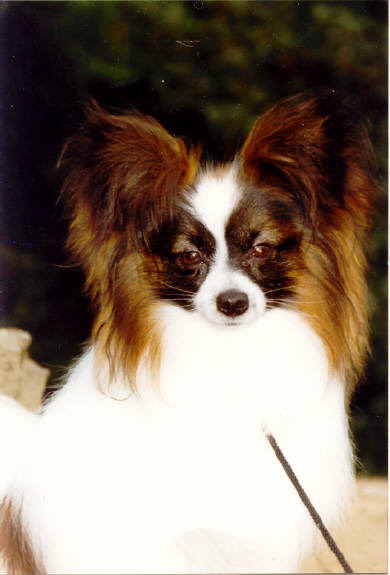 Ringlands Rupert