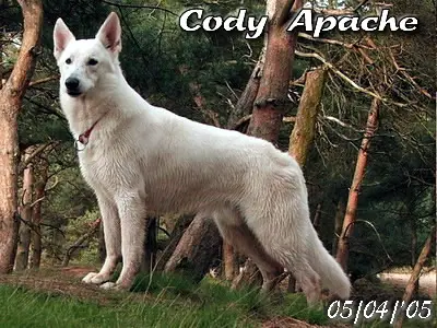 Cody Apache