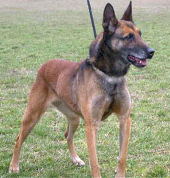 V Anya von den kleinen Helden