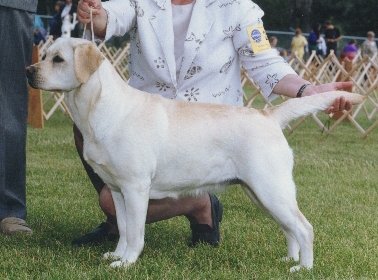 BOSS AM CAN INT'L Beulahlands Rebekah Of Shiloh