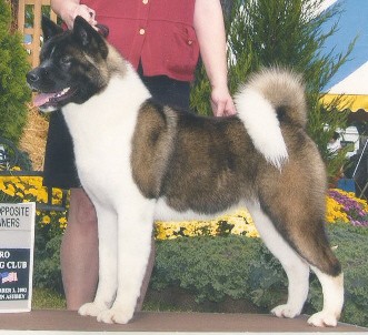 AKC CH Kenjo's Miss Congeniality