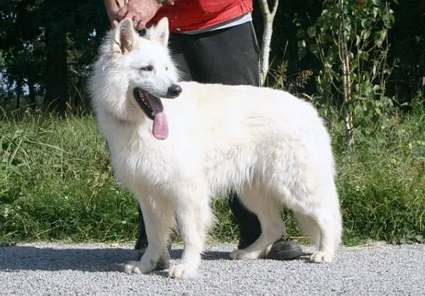 Buck II Of White Condor