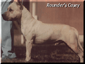 Ch. Rounder's Casey