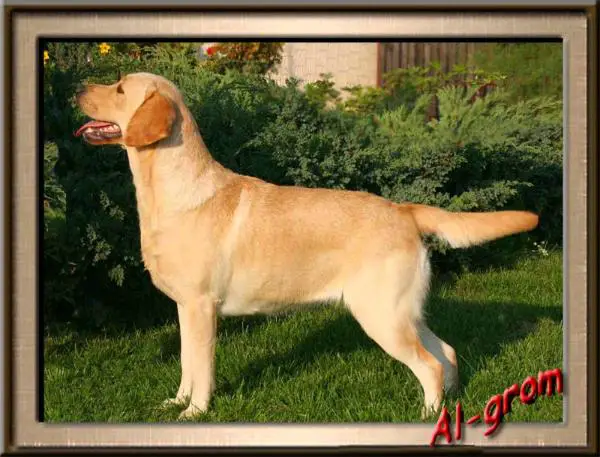 Al-grom Embrace Me