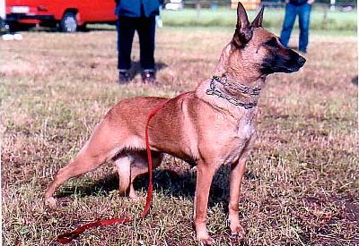 Gadea von Löwenfels