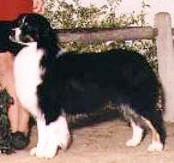 HOF CH Moonlight's Against All Odds