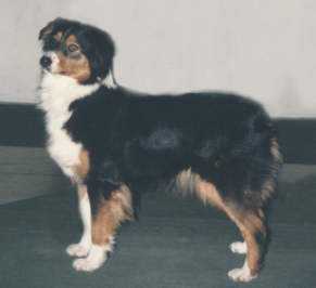 HOF ASCA CH. Diamond Aire Cameo of Cedar