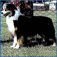 CH Bayshore's Virginia Gentleman